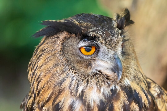 Close up of an Owl Looking Around . High quality photography.