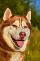 Happy smiling face of a red husky dog close-up