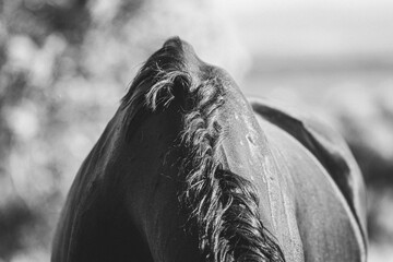 Pferde rücken in schwarz weiß 