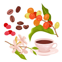 Coffee set vector illustration. Cartoon isolated red ripe berry fruit on branches, flowers and green leaf on twig, plants from farm plantation and pile of roasted grain seeds, cup with hot beverage
