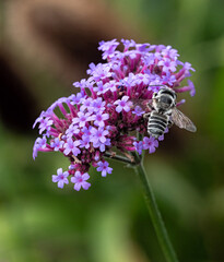 a leafcutter bee feeds on apurpletop vervain
