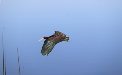 Photograph of a beautiful Bare-faced ibis, found in Lago da Fonte in Imbé in Rio Grande do Sul, Brazil.	