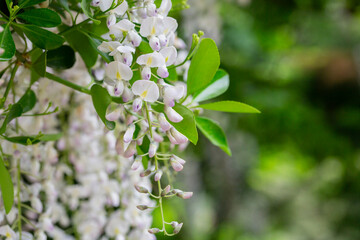 Obraz premium close up white flowers Wisteria sinensis or Blue rain, Chinese wisteria is species of flowering plant , Its twisting stems and masses of scented flowers in hanging racemes.