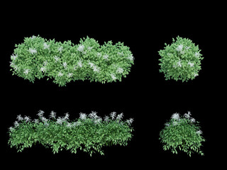 3d Render Brush Tree Isolated  on white