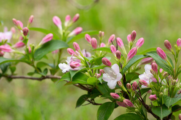 Abundant pink flowers of Weigela florida in mid May