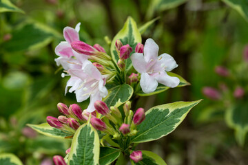 Abundant pink flowers of Weigela florida in mid May