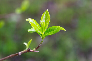 Closeup, Top of Green tea leaf in the morning, tea plantation, blurred background.