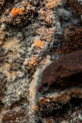 coffee Mold close-up macro