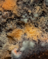 coffee Mold close-up macro