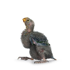 One week old Australian King Parrot aka Alisterus scapularis baby bird, standing side ways with beak closed. isolated on a white background.