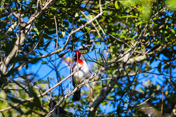 Photograph of a beautiful Paroaria, found in Lago da Fonte in Imbé in Rio Grande do Sul, Brazil.	
