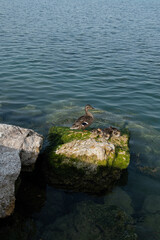 Duck and baby ducks