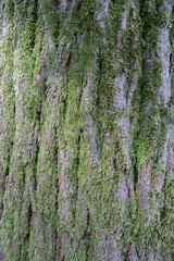 Moss on the tree bark