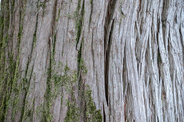 Bark with moss