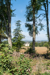 Fototapeta premium trees in the forest