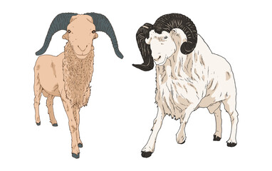 collection set of illustration goat with different pose
