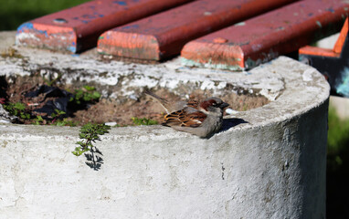 Photograph of a beautiful Passer, found in Lago da Fonte in Imbé in Rio Grande do Sul, Brazil.	