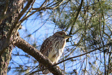 Photograph of a beautiful  juvenile Black-crowned Night-Heron, found in Lago do Braço Morto in Imbé in Rio Grande do Sul, Brazil.