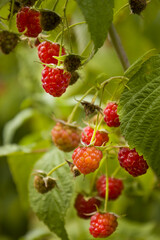 Red raspberry berries on a branch. Selective focus.