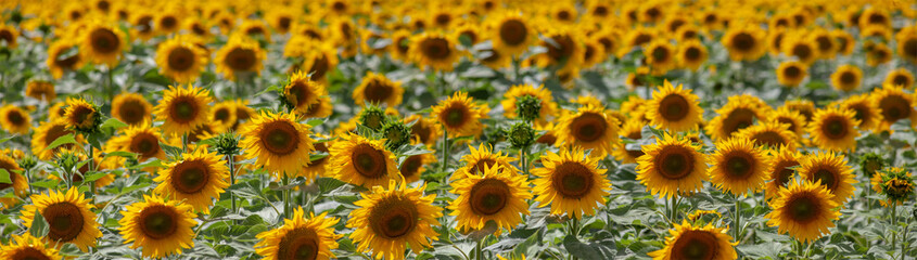 Fototapeta premium Panorama of a field with sunflowers. Sunflower caps look into the camera lens.