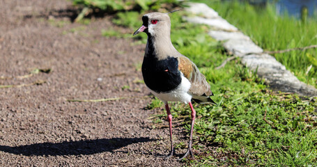 Photograph of a beautiful Southern lapwing, found in Lago do Braço Morto in Imbé in Rio Grande do Sul, Brazil.