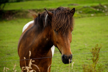 Close-up of horse in a green field