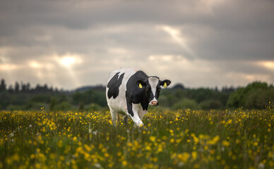 cow in field
