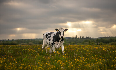 cow in the meadow