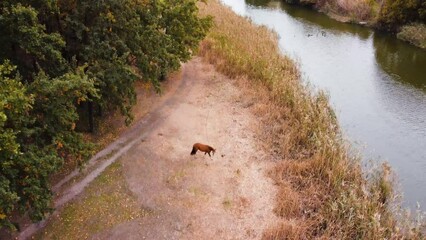 river in the forest and two horses on the grass, dji mavic drone recording