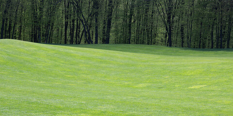 Obraz premium A lawn with a lawn near the forest. Green grass on the hills. Beautiful landscape of nature.