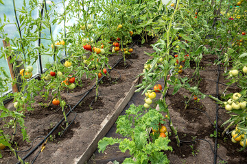 Water dripping system in home vegetable garden watering tomato plants in greenhouse. Home use water drip irrigation system. Ripe tomatoes on stem. - obrazy, fototapety, plakaty