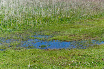 blue standing water among lush vegetation at lagoon on shore of Koge bay, Olsemagle Strand, Denmark