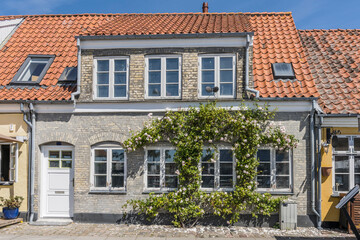 white roses out of  cobbled pavement at traditional house, Koge, Denmark
