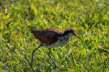 Photograph of a beautiful  bird, found in Lago do Braço Morto in Imbé in Rio Grande do Sul, Brazil.