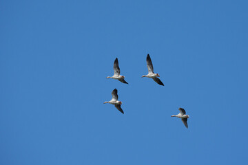 Graylag geese in flight