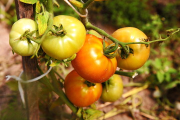 Fresh Tomatoes ripen in the open ground. Gardening - growing vegetables in the garden. Ripening tomatoes in the garden in the sun outdoors without GMOs.