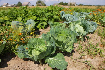 Fresh Cabbage garden bed close-up. There are pepper sprouts in the background. Gardening - growing vegetables in the garden. Ripening cabbage in the garden under sun outdoors without GMOs.