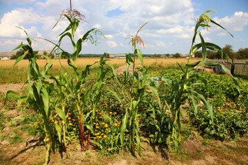 Corn stalks with cobs grow in an agricultural garden on blue cloudy sky background at summer day.
