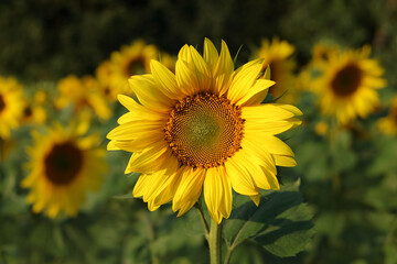 Yellow Sunflower close up. Agricultural field with sunflowers for background. Perfect wallpaper. Sunflower blooming. Sunflower natural background. Organic Farming. Gardening. 
Nature concept