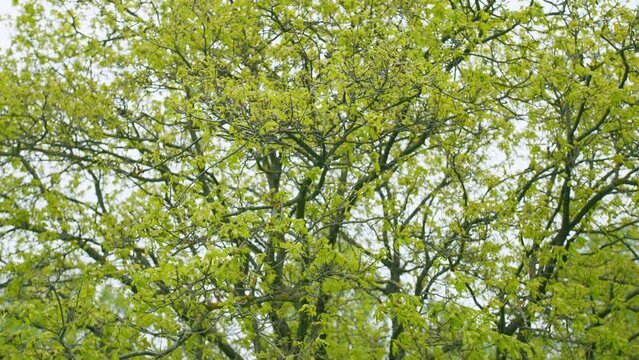 Young oak tree with a group of cockchafers, may-bugs. May large beetles on the branches of oak. Wide shot.