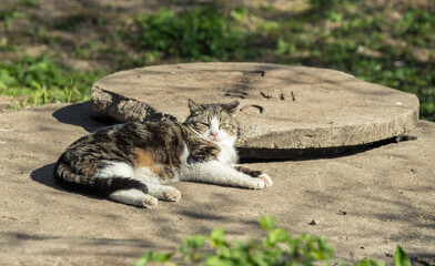 Cute homeless street cat sitting and basking on sewer manhole cover