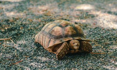 African Spurred Tortoise ,Geochelone sulcata,walking on the ground