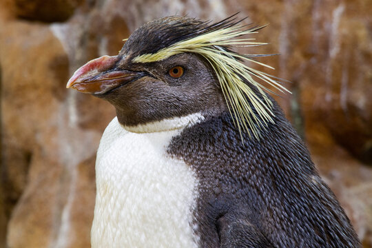 Eudyptes Moseleyi (Northern Rockhopper Penguin)