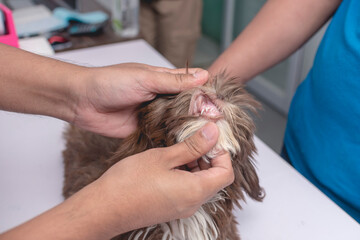 A veterinarian inspects the gum line of a brown imperial shih tzu for signs of illness. Dog health...