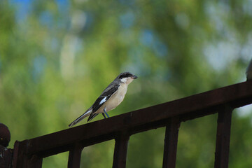 A little gray-and-white bird behind the fence on a green background 