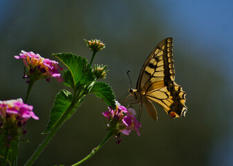 Fototapeta premium Mariposa
