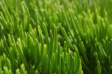 Fototapeta na wymiar Natural grass plants in spring. Cover page greenery. Green backgroup. Environment ecology wallpaper. Spring background. Pattern textured background. Nature in spring. Green planet. 