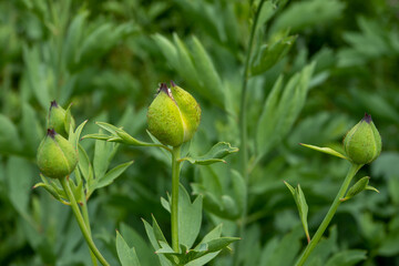 buds of the cosmos bipinnatus plant about to bloom
