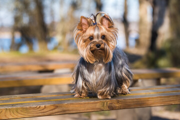 Yorkshire terrier dog sitting close up on nature