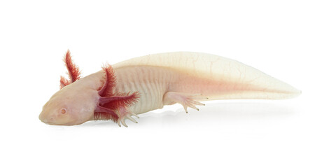 Side view of white axolotl aka Ambystoma mexicanum, laying on surface under water. Isolated on a...